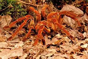 Goliath: Goliath Bird-eater Spider, Theraphosa blondi