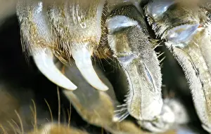 Goliath: Goliath Bird Eater Tarantula