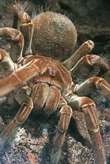 Goliath: Goliath Bird eater Tarantula