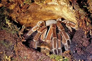 Spiders: Goliath Bird-Eating Spider
