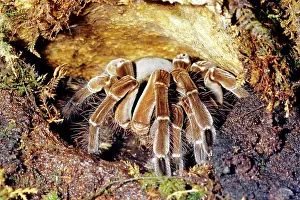 Goliath: Goliath Bird-eating Spider in its burrow