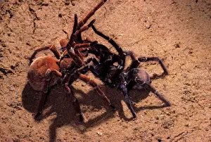 Goliath: Goliath Bird Eating Tarantula