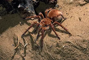 Goliath: Goliath Bird-eating Tarantula - Adult female
