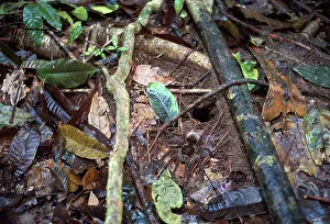 Goliath: Goliath Birdeater Tarantula - Female in front of its tunnel