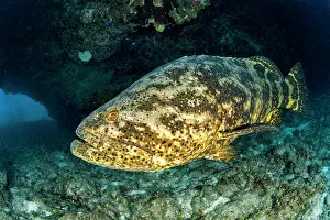 Queen: Goliath (Epinephelus itajara) grouper, gardens of