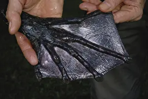 Webbed: Goliath Frog Foot