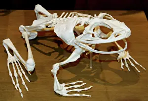 Goliath: Goliath Frog - skeleton