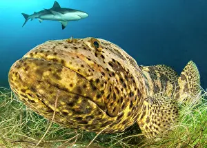 Beds: Goliath grouper (Epinephelus itajara) and Caribbean
