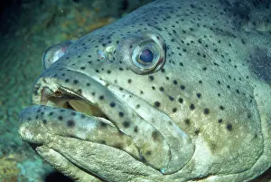 Goliath: Goliath Grouper - also know as Jewfish / Guasa