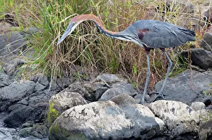 Goliath: Goliath heron
