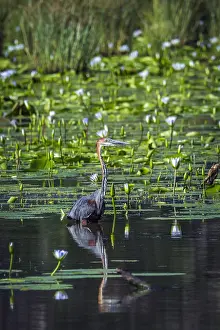 Goliath: Goliath heron (Ardea goliath) in Mapunbugwe National