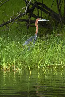 Goliath: Goliath Heron (Ardea goliath), Zambezi River