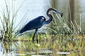 Goliath: Goliath HERON - with fish in beak