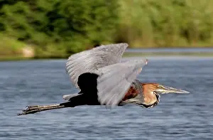 Goliath: Goliath Heron - In flight