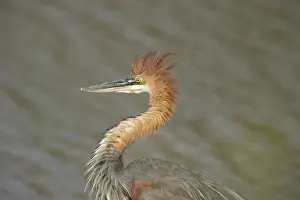 Goliath: Goliath Heron - Hunting at the bank of the Shingwedzi