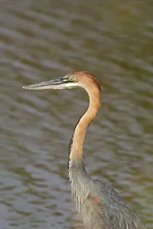 Goliath: Goliath Heron - Hunting at the bank of the Shingwedzi River