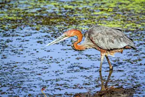 Goliath: Goliath heron in Kruger National park