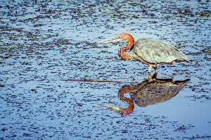 Goliath: Goliath heron in Kruger National park