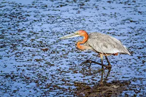 Goliath: Goliath heron in Kruger National park