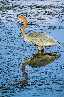 Goliath: Goliath heron in Kruger National park