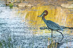 Goliath: Goliath heron in Kruger National park