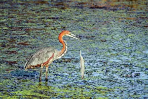Goliath: Goliath heron in Kruger National park