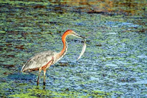 Goliath: Goliath heron in Kruger National park