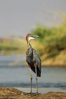 Ardea: Goliath Heron - on a rock island in the Chobe River