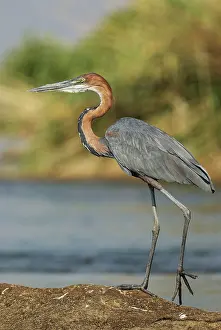 Ardea: Goliath Heron - on a rock island in the Chobe River