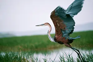 Goliath: Goliath HERON - taking off