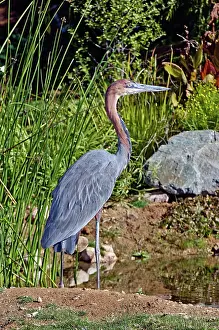 Goliath: Goliath Heron by water
