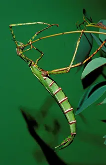 Goliath: Goliath stick insect - female eating moulted leg