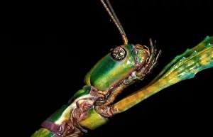 Goliath: Goliath stick insect - female head. Females can