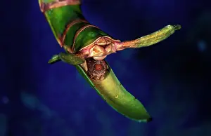Goliath: Goliath stick insect - female about to toss egg