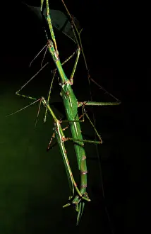 Goliath: Goliath stick insect - male, left, and female mating