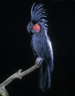 Goliath: Goliath's Palm Cockatoo