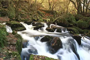 Fowey: Golitha Falls