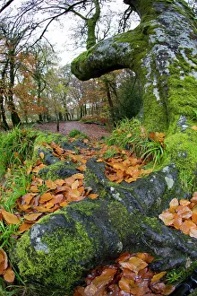 Fowey: Golitha Falls - Autumn