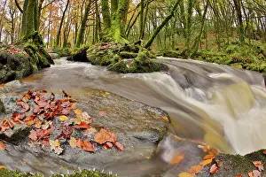Fowey: Golitha Falls - Autumn