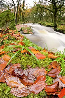 Fowey: Golitha Falls - Autumn