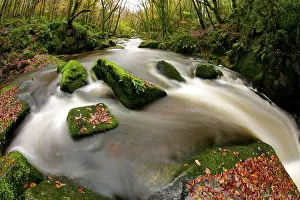 Fowey: Golitha Falls - Autumn