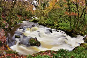Fowey: Golitha Falls - Autumn
