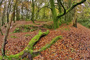 Fowey: Golitha Falls - Autumn