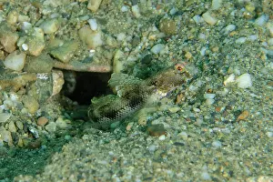 Stripe: Gomez Shrimpgoiby by hole