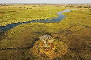 Gomoti: The Gomoti River with its adjoining freshwater marshland