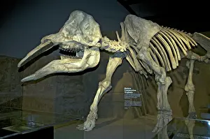Miocene: Gomphotherium