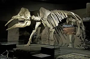Miocene: Gomphotherium