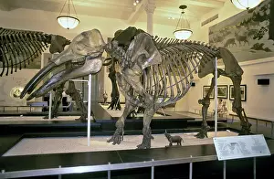 Reconstruction: Gomphotherium Skeleton
