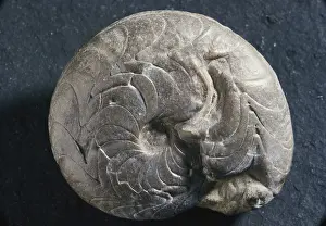 Indiana: Goniatite Fossil