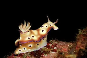 Chromodoris: Goniobranchus leopardus sitting on a rock